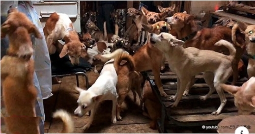 164 Hunde wurden aus einem 30 Quadratmeter großen Haus gerettet